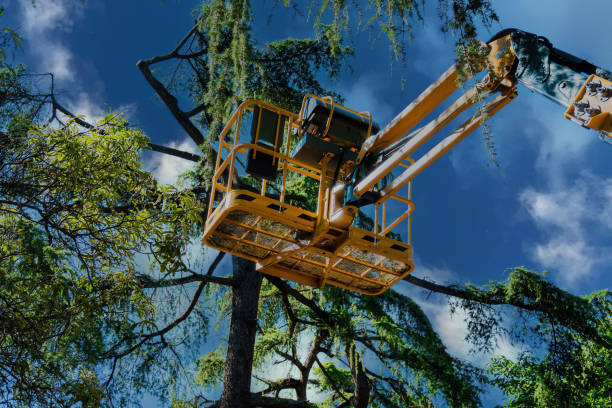 Trusted Southeast Arcadia, FL Tree Removal and Landscaping Services Experts